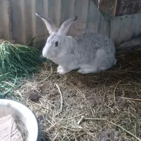 Pol welkan ene towşan