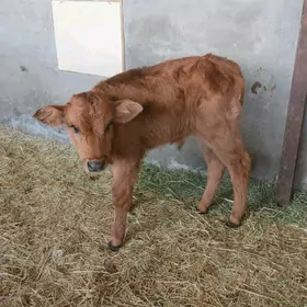 göle oküzce gulajyn