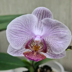 детка орхидеи