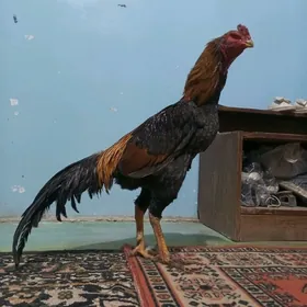 баец хораз.