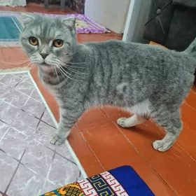 şatlanski vislouha şinşilla