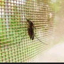 ayna setkalar we caga zamoklar