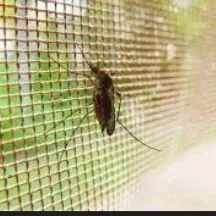 setga we caga zamoklar