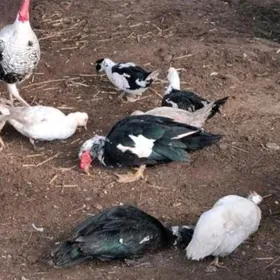 indutga gus towuk ördek jüje