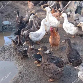 Ördek Indutga gus induk towuk