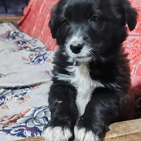 Собачки  отдам хорошие руки