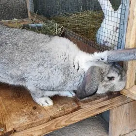 Кролики Towsanlar(Gokdepe)