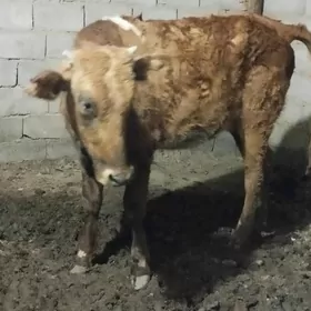 Gulajyn 1 yasan iymde duran