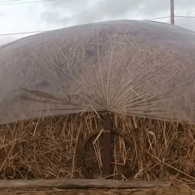 Хашал отдан беде