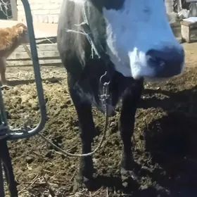 йетик богаз сыгыр