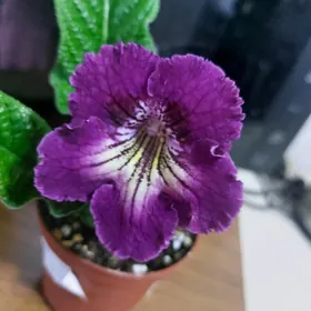 стрептокарпусы