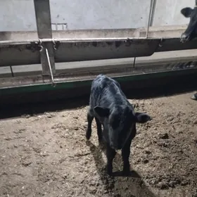 сыгырлар саглык