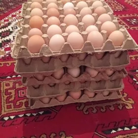 dominant daminat ataks yumurtg