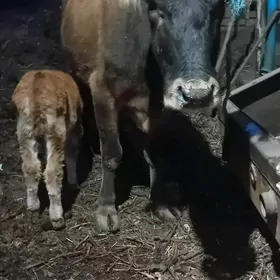 хожекли сыгыр