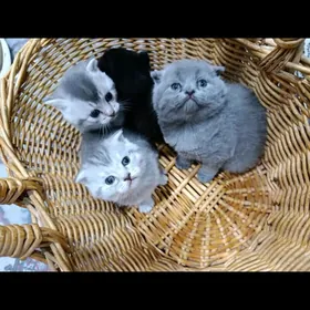 sotlan paroda pisikler