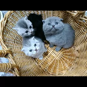 sotlan paroda pisikler