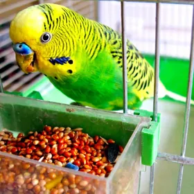 POPUGAY GUS IYM/IM/KORM/DANE