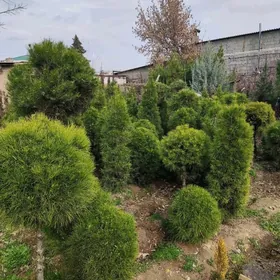 Muga Yolka Мага Ёлка