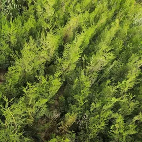 Tuya Yolka Zabornik Туя Ёлка