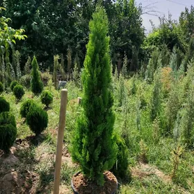 Tuya Yolka Ёлка туя