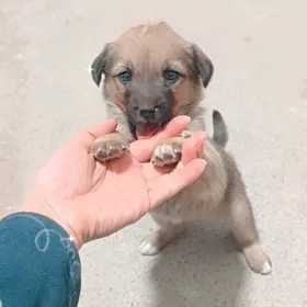 kicjikge gũjũjek mugt