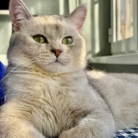 кот для  свидания