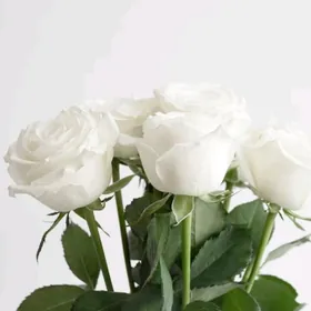 Сажинцы роз Ташкент