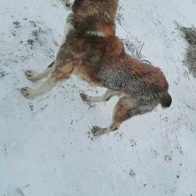 türkmen ittürkmen iti