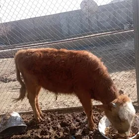 Gole okuz голе окуз