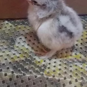 Broýler troýko jüjeler