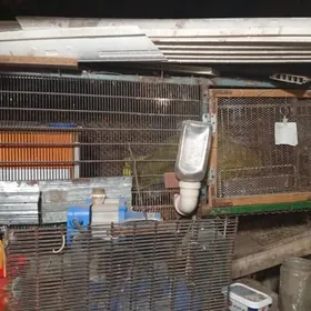 ketek----- клетки