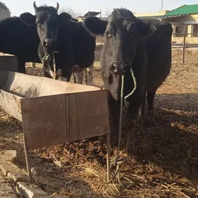 galyşteýin sygyrlar