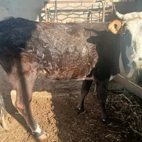 гысыр сыгыр