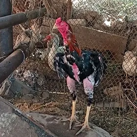 байсов хораз