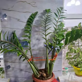 Красивый Большой Цветок