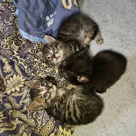 котята только ответственным