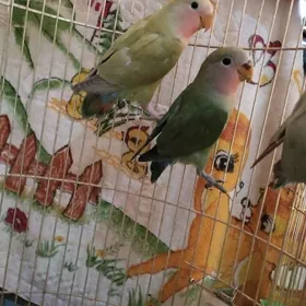 неразлучники попугай