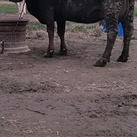 GİBRİT GOLELİ SYGYR