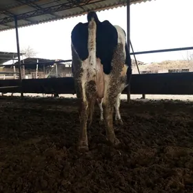 саглик инек