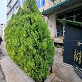 Аренда Мир 2 1эт 3ком с рем.