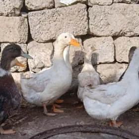 Indutga Ördek induk towuk gus