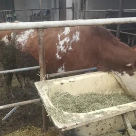 Smmental sagym Gybirit tuwe