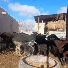 gisar guzuly goyunlar