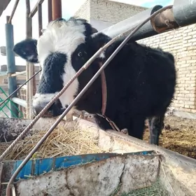 пародну унаджынлар