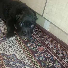 Кане Корсо клубные щенки