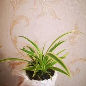 Комнатне цветы