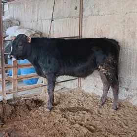 Arassa Şiwet Öküz