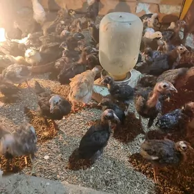 Paroda Gigat Büroler garapti