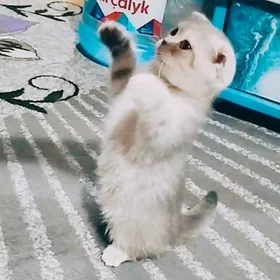 shotlan shinshilla paroda