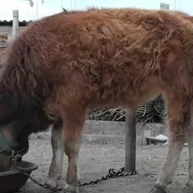 şwes öküz tohum mal